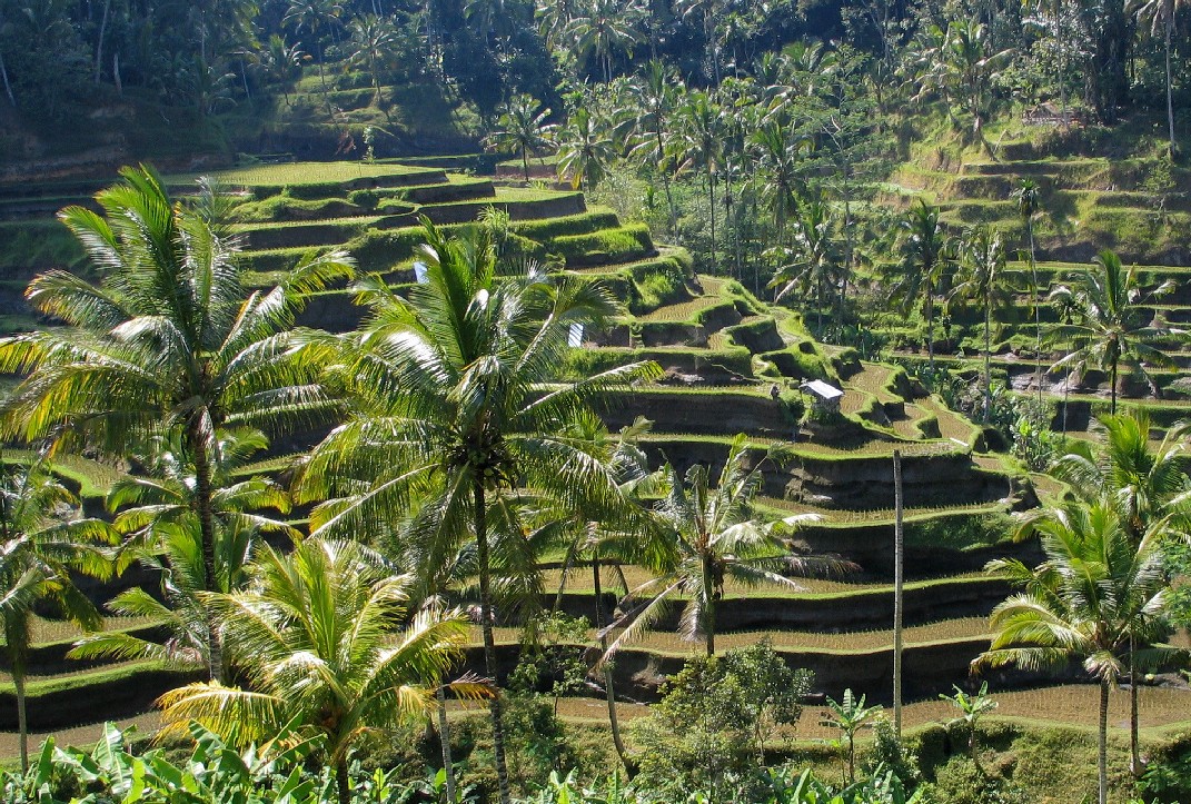 Rizières et temples de Bali — location saisonnière à Bali